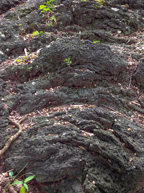 f:id:qshiro:20171122215659j:image:w260