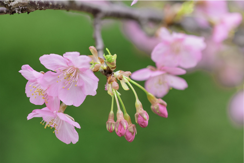 f:id:qshiro:20180311060858j:image:w360