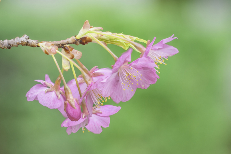 f:id:qshiro:20180311060903j:image:w360