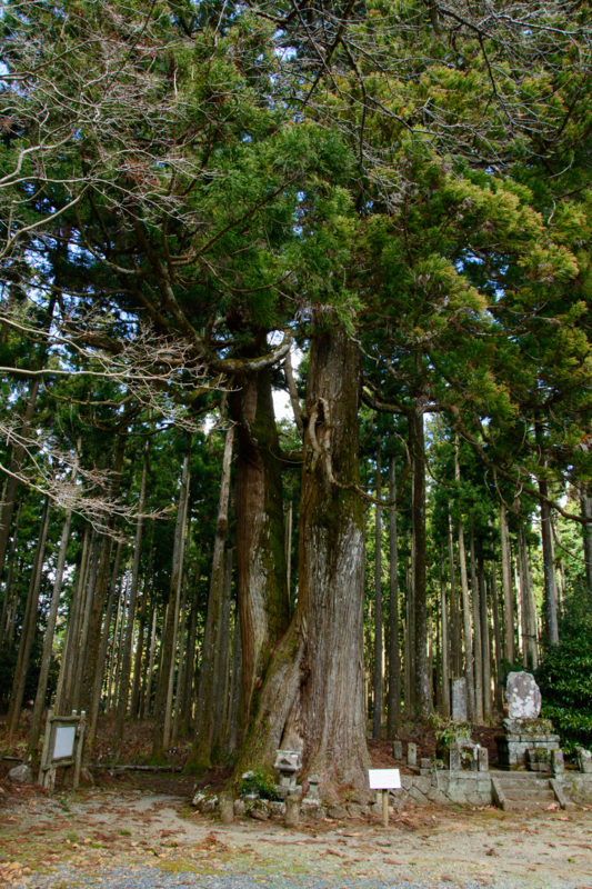 f:id:qshiro:20180320103602j:image:w260