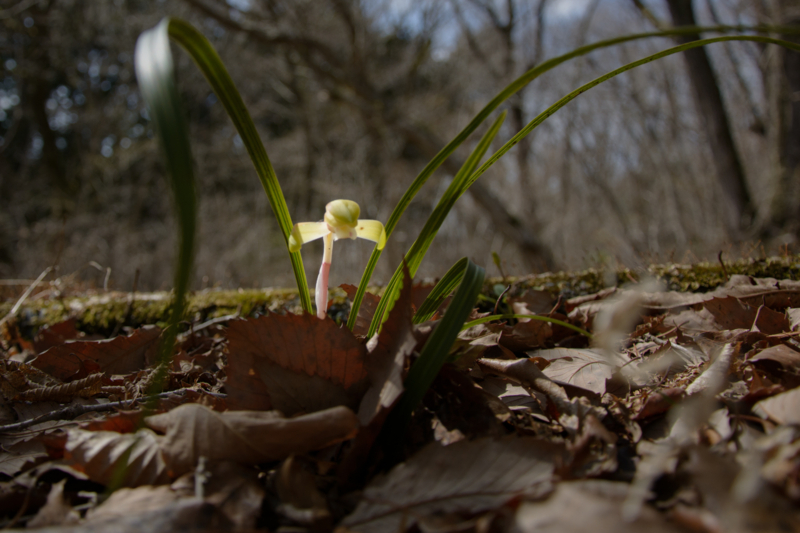 f:id:qshiro:20180324214732j:image:w360