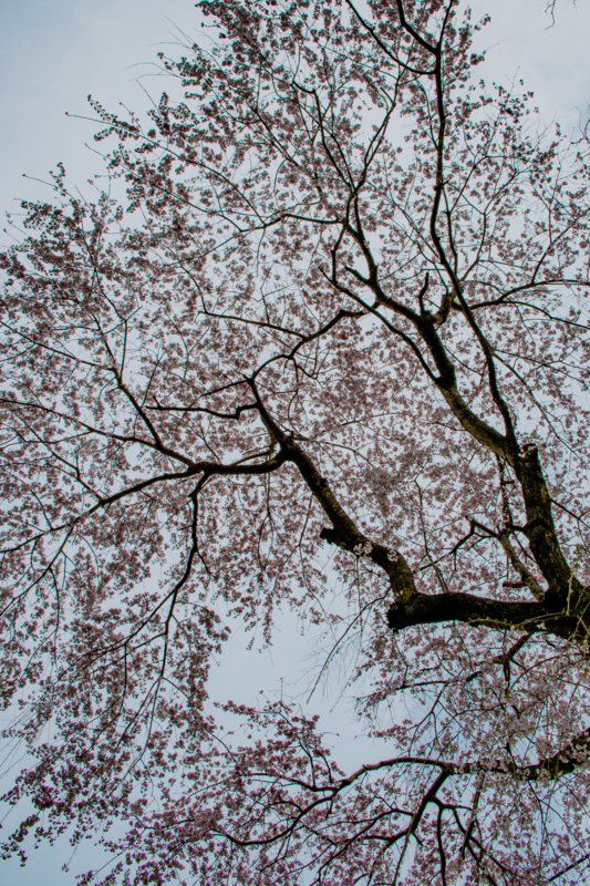 f:id:qshiro:20180327195356j:image:w260