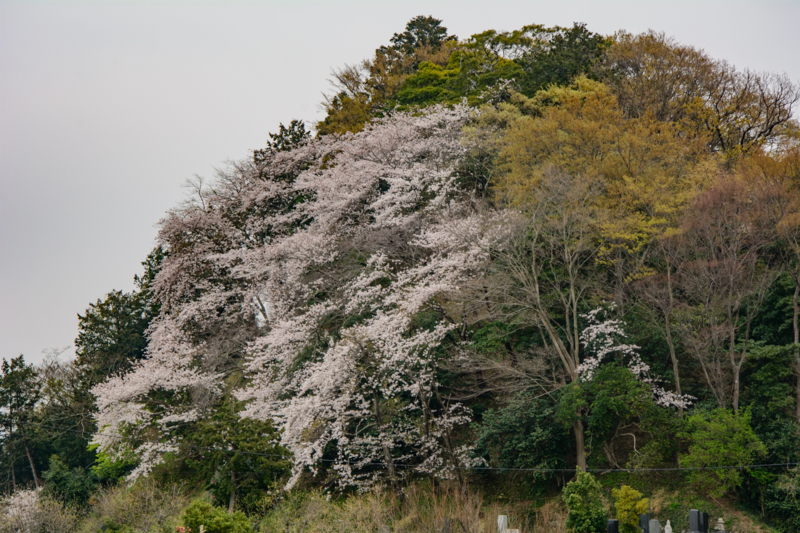 f:id:qshiro:20180327195401j:image:w360