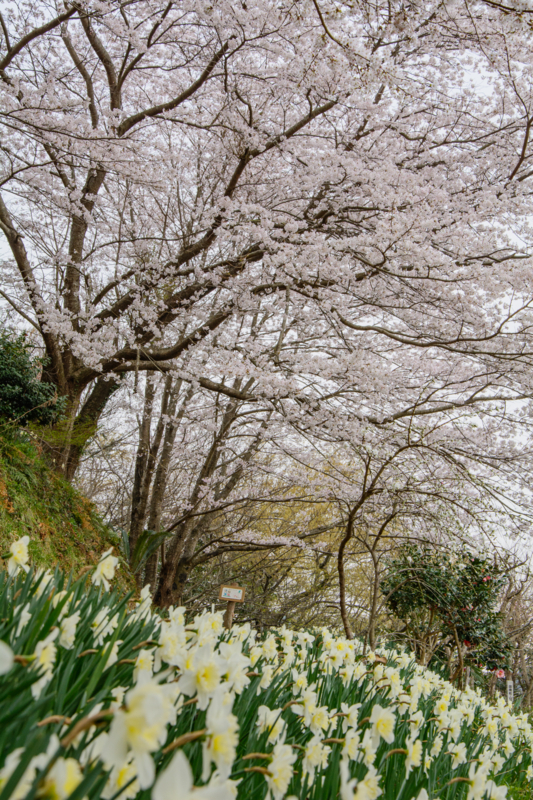 f:id:qshiro:20180327195408j:image:w260