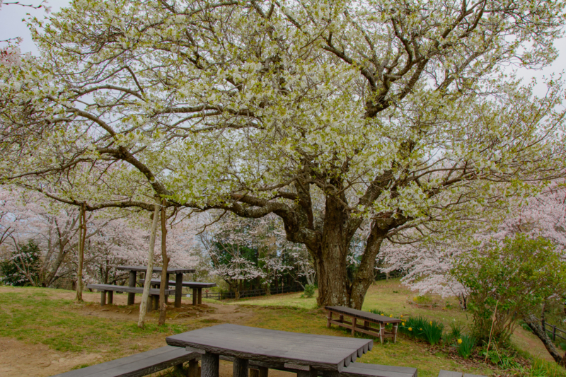 f:id:qshiro:20180327195436j:image:w360