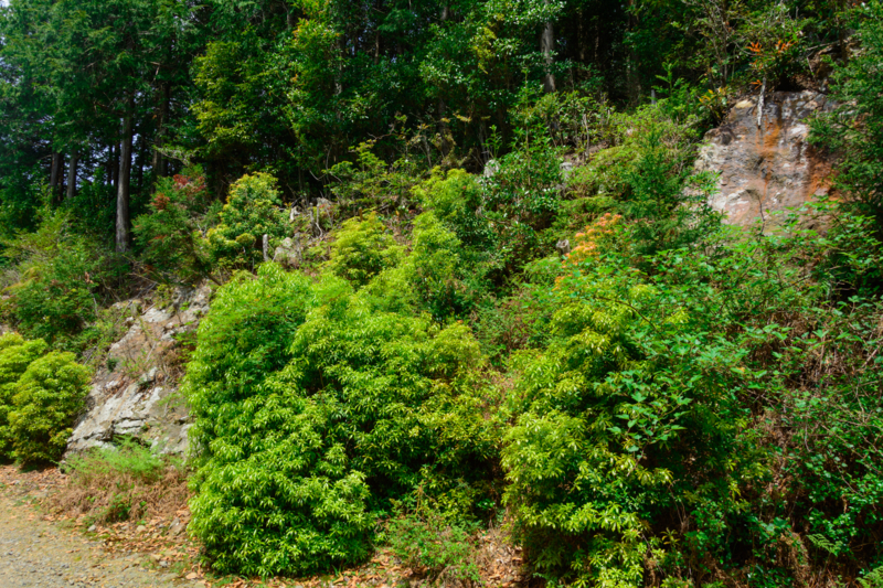 f:id:qshiro:20180501185052j:image:w360