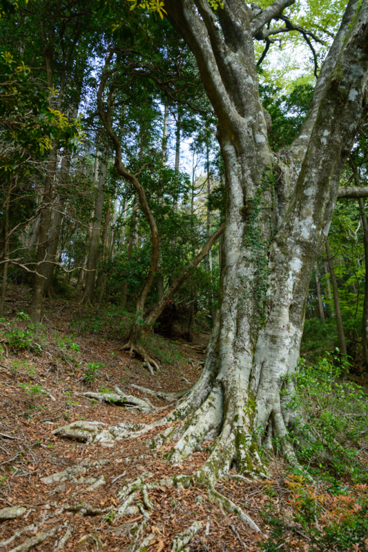 f:id:qshiro:20180501190330j:image:w260