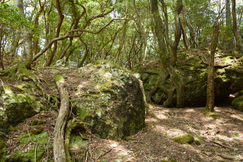 f:id:qshiro:20180501194744j:image:w360