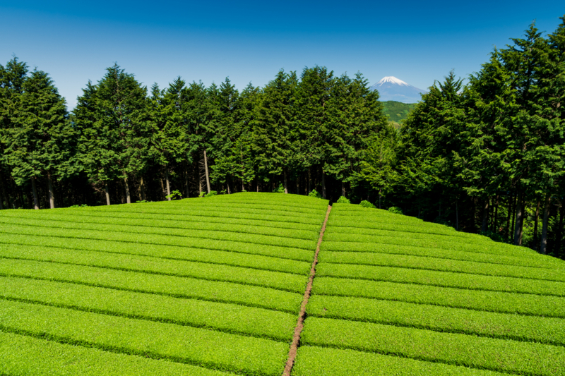 f:id:qshiro:20180504215353j:image:w360