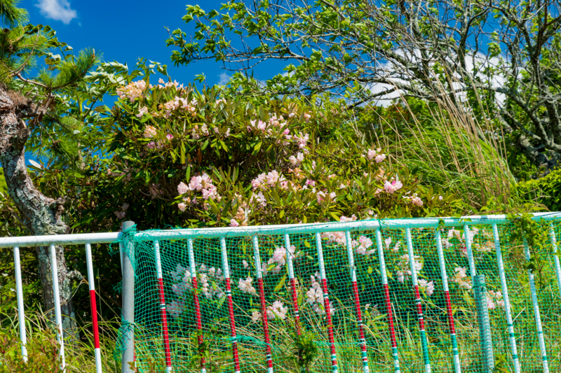 f:id:qshiro:20180504215804j:image:w360