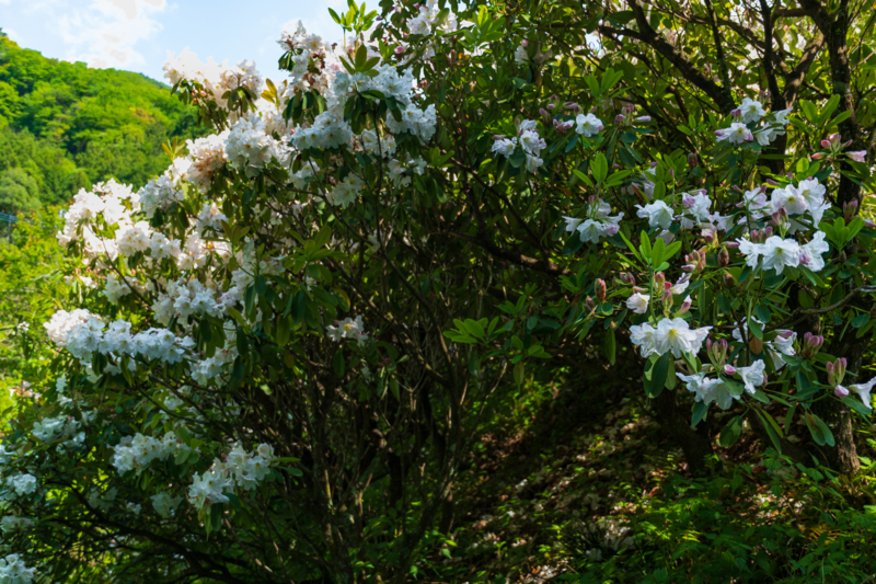 f:id:qshiro:20180504220034j:image:w360