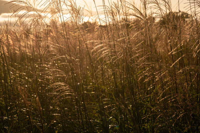 f:id:qshiro:20180819164719j:image:w360