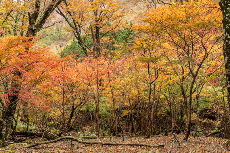 f:id:qshiro:20181106160553j:image:w360