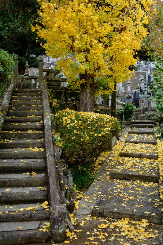 f:id:qshiro:20181206164543j:image:w260