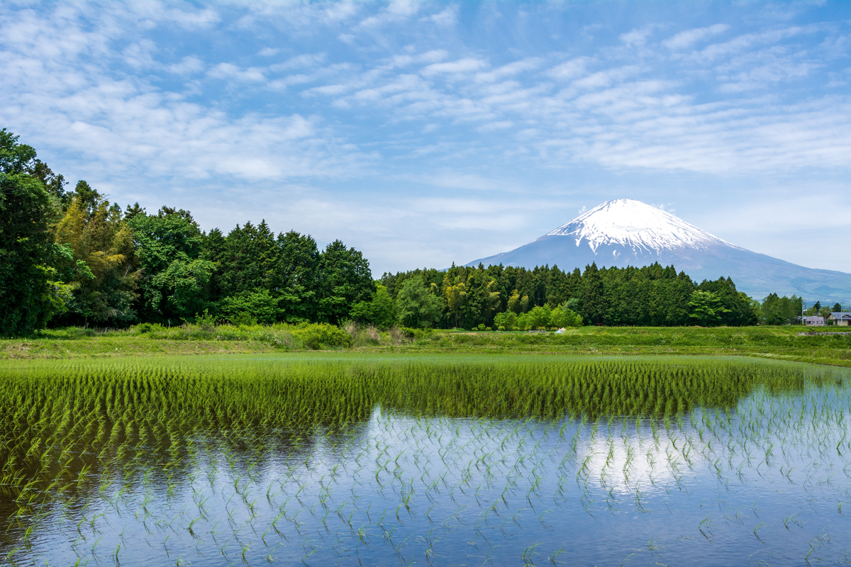 f:id:qshiro:20200515171150j:plain