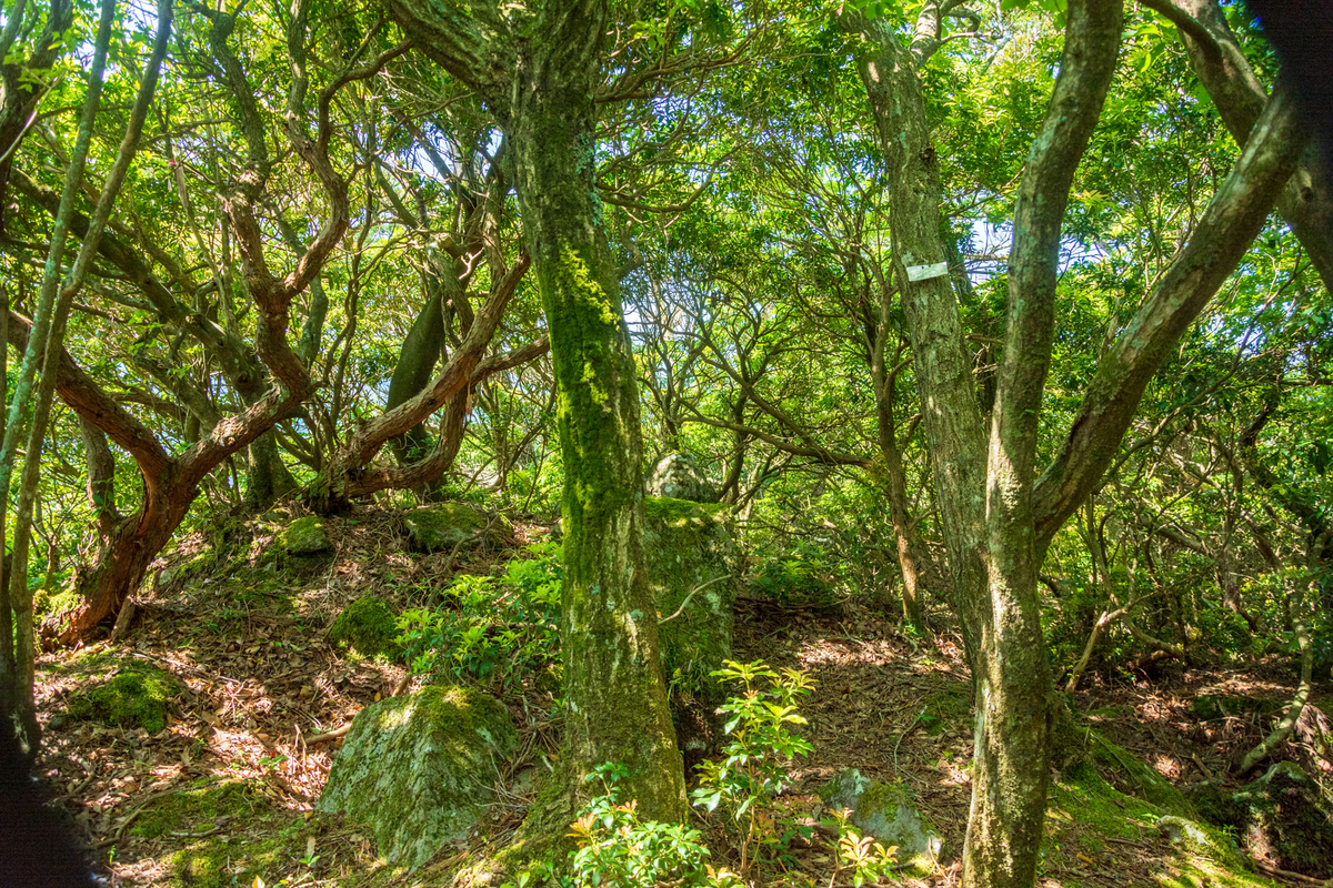 f:id:qshiro:20200605143555j:plain f:id:qshiro:20200605143555j:plain