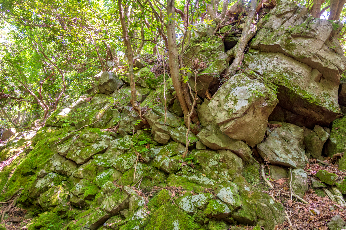 f:id:qshiro:20200605143620j:plain f:id:qshiro:20200605143620j:plain