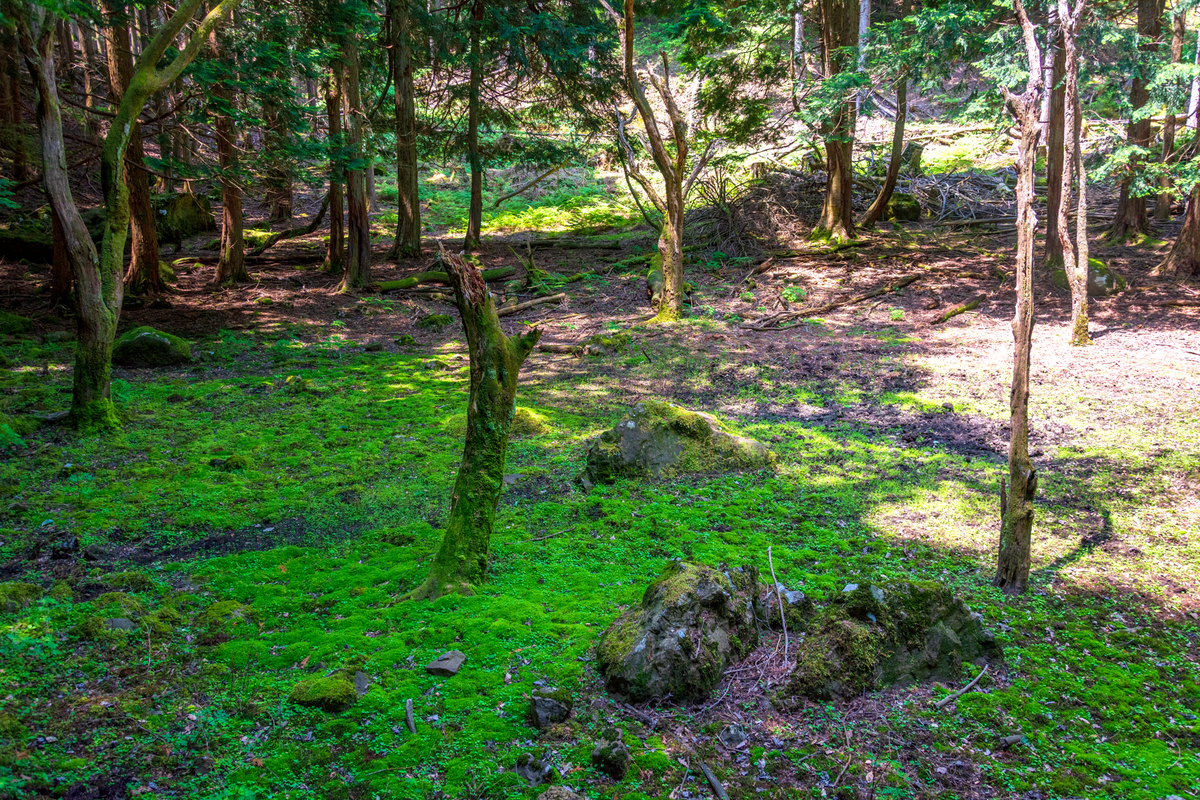 f:id:qshiro:20200608124556j:plain f:id:qshiro:20200608124556j:plain