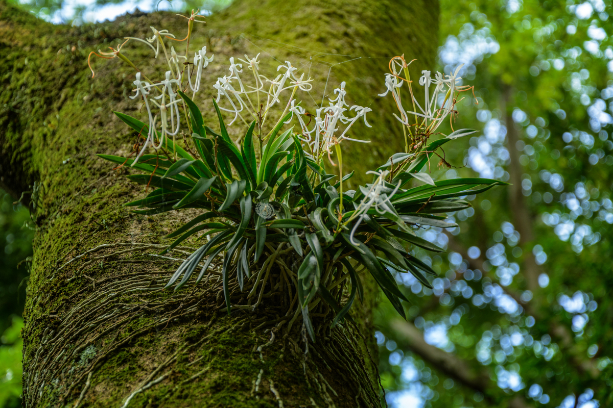 f:id:qshiro:20200811050140j:plain