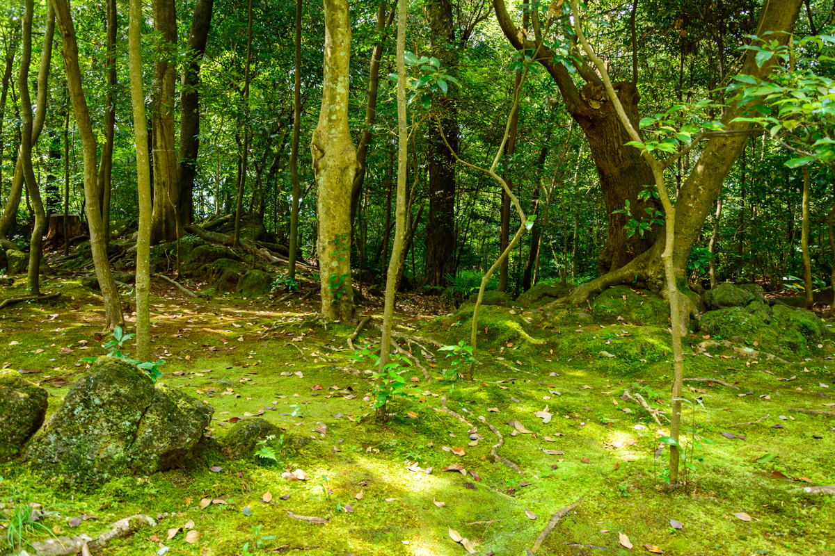 f:id:qshiro:20200811050153j:plain