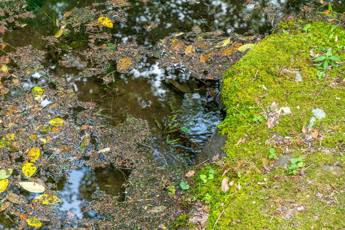 f:id:qshiro:20200811050207j:plain