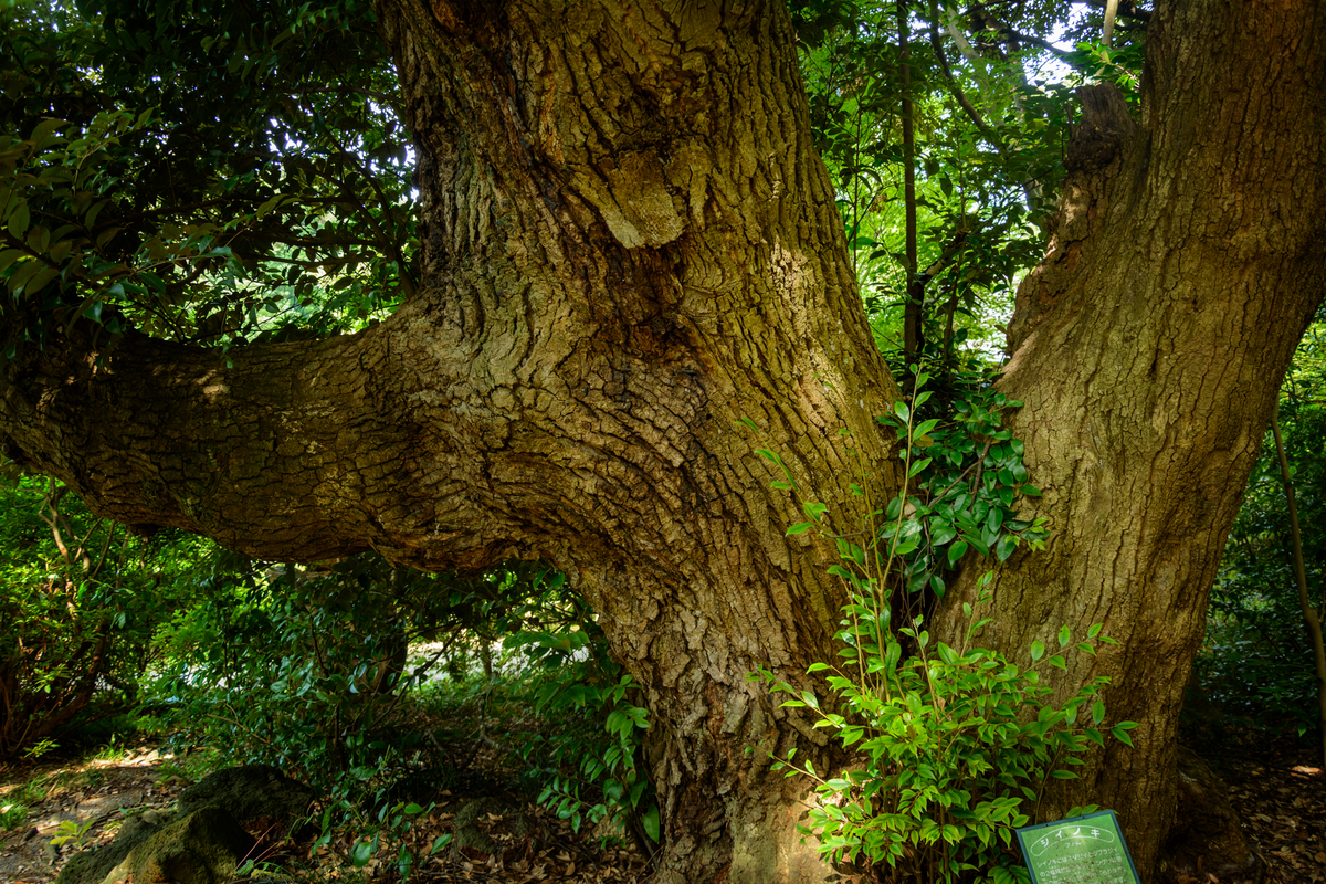 f:id:qshiro:20200811050213j:plain