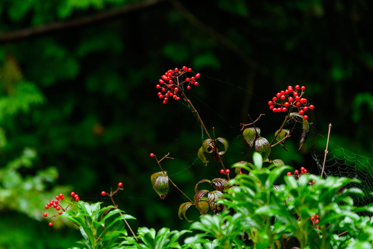 f:id:qshiro:20201012180922j:plain