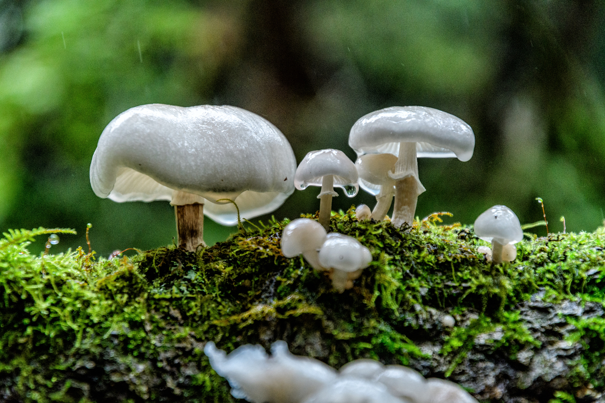 f:id:qshiro:20201012180940j:plain