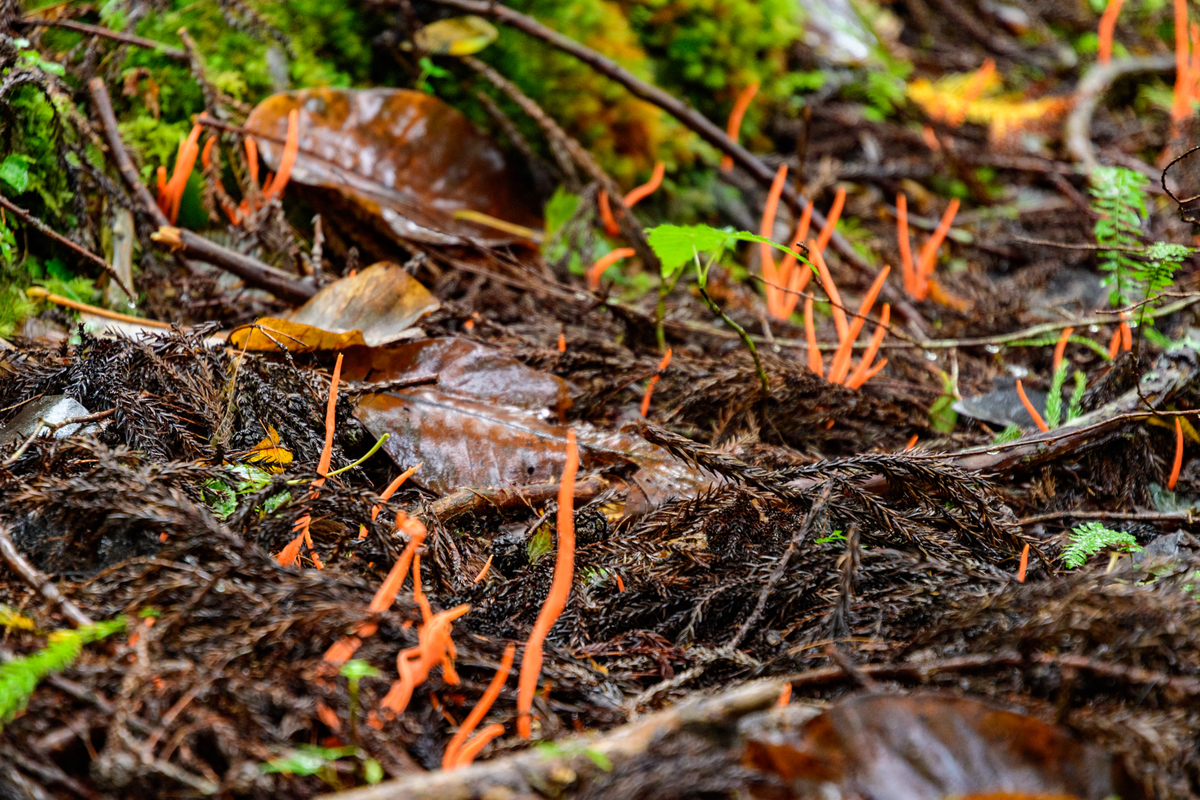 f:id:qshiro:20201012180949j:plain