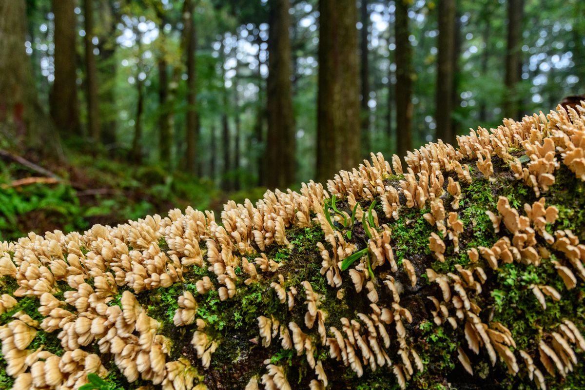 f:id:qshiro:20201012180956j:plain