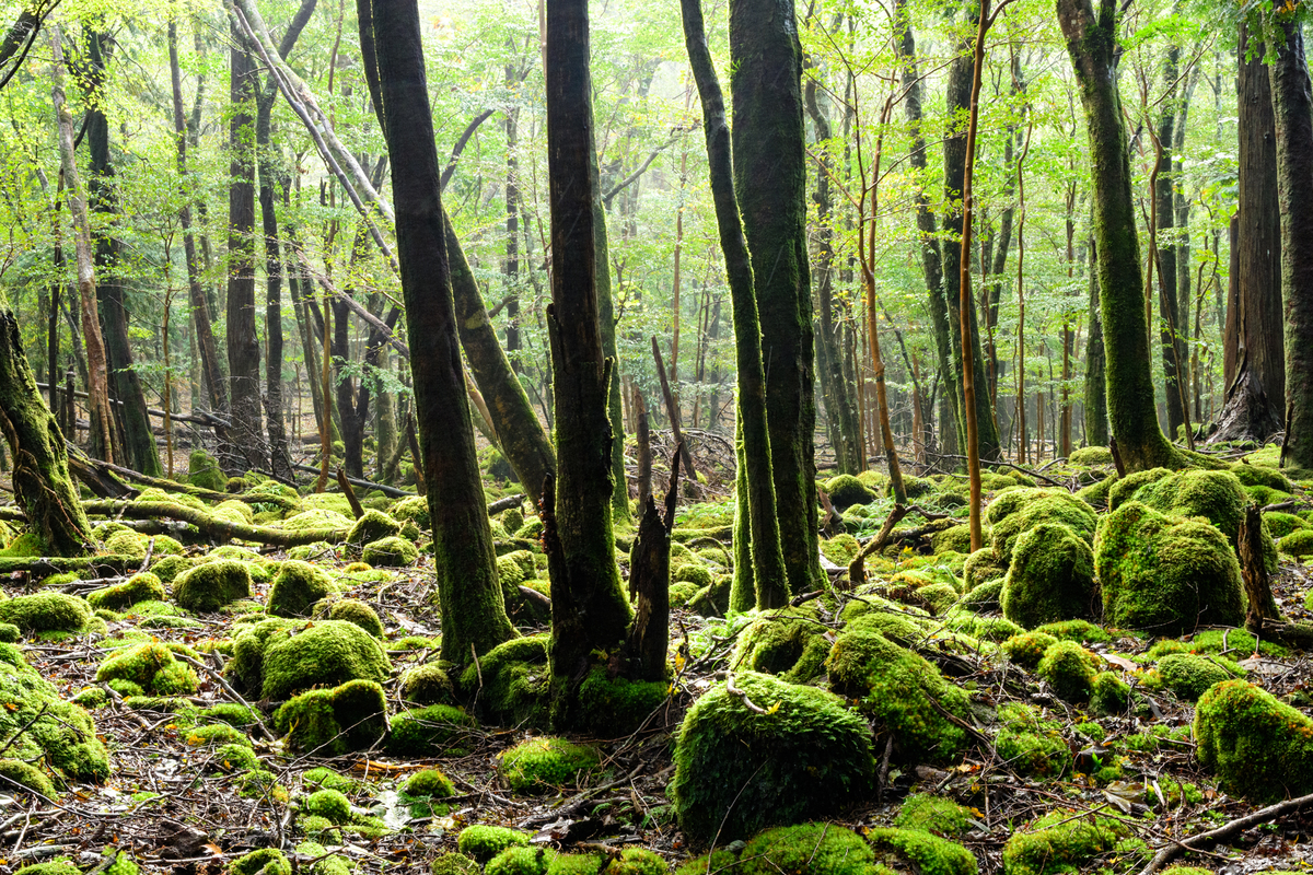 f:id:qshiro:20201012181003j:plain