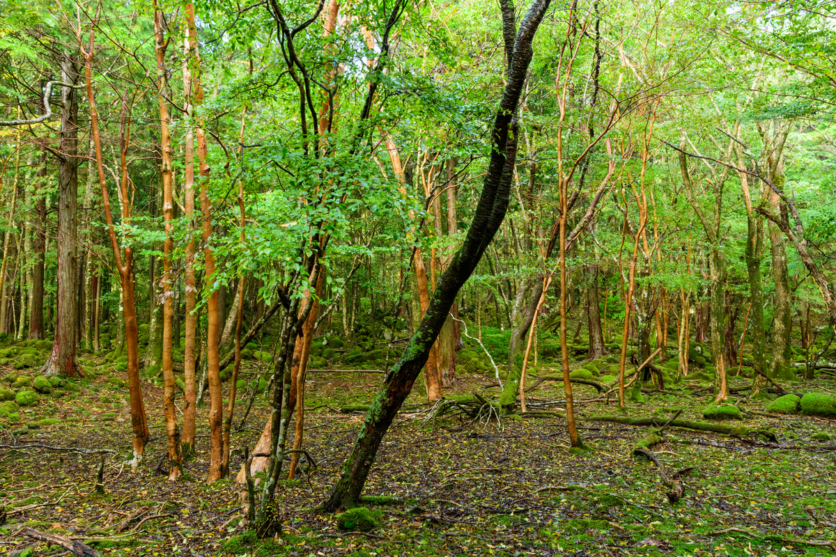 f:id:qshiro:20201012181010j:plain