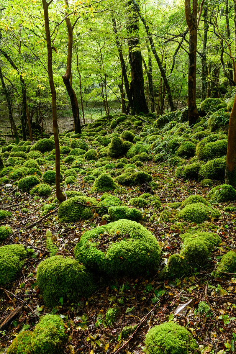 f:id:qshiro:20201012181029j:plain:w260