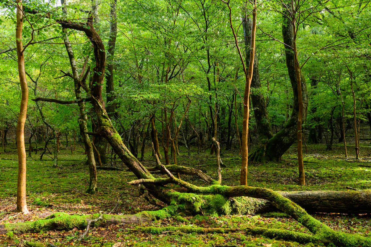 f:id:qshiro:20201012181034j:plain