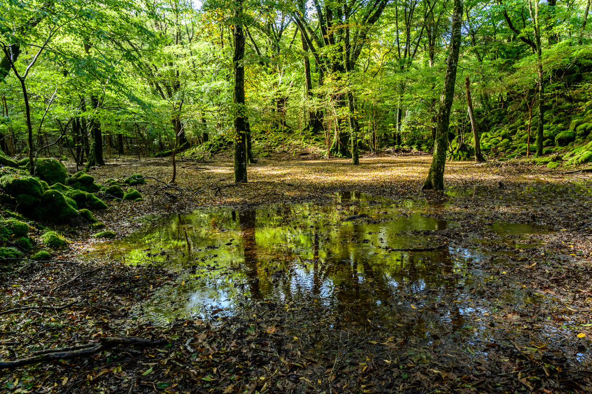 f:id:qshiro:20201012181042j:plain