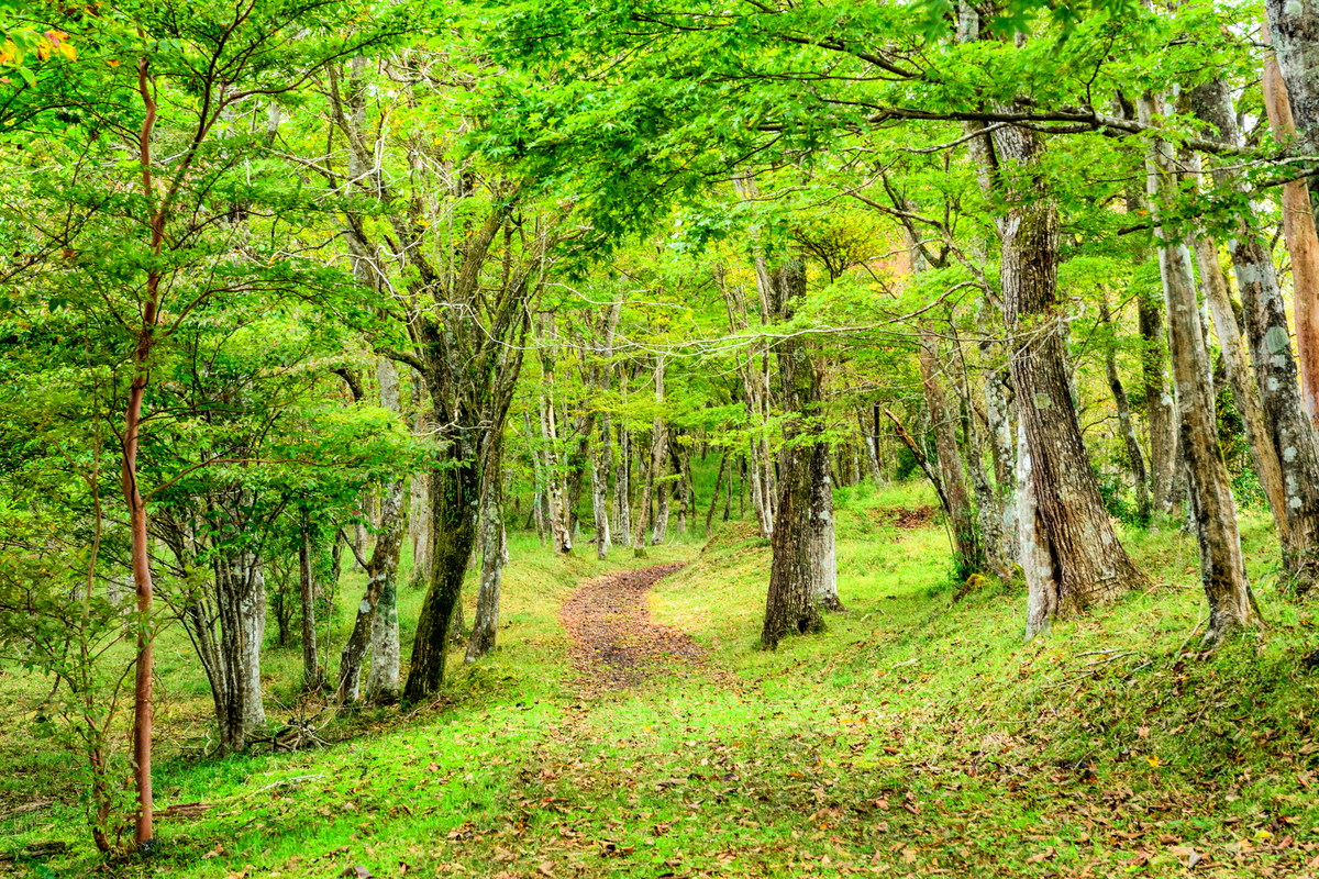 f:id:qshiro:20201016120357j:plain