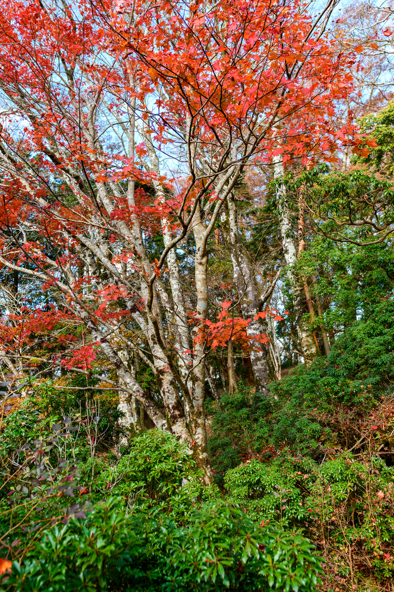 f:id:qshiro:20201111192734j:plain:w260 f:id:qshiro:20201111192734j:plain:w260