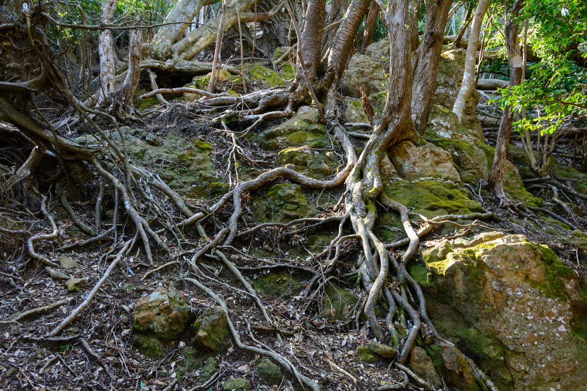 f:id:qshiro:20210310104319j:plain