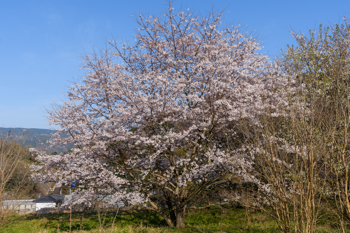 f:id:qshiro:20210324155509j:plain