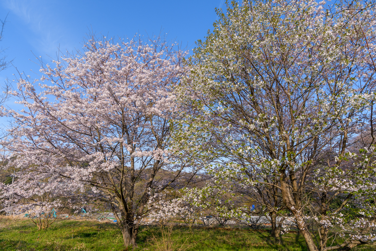 f:id:qshiro:20210324155707j:plain