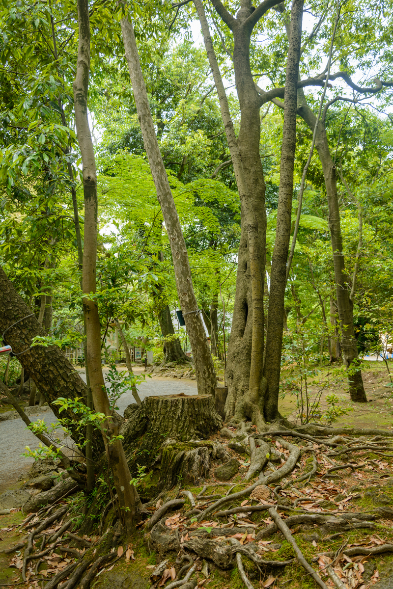 f:id:qshiro:20210511091726j:plain:w260