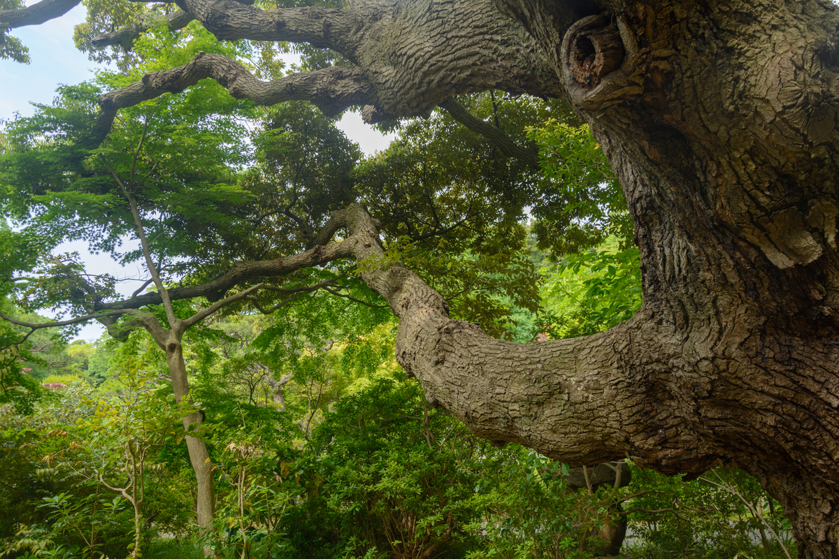 f:id:qshiro:20210511092409j:plain