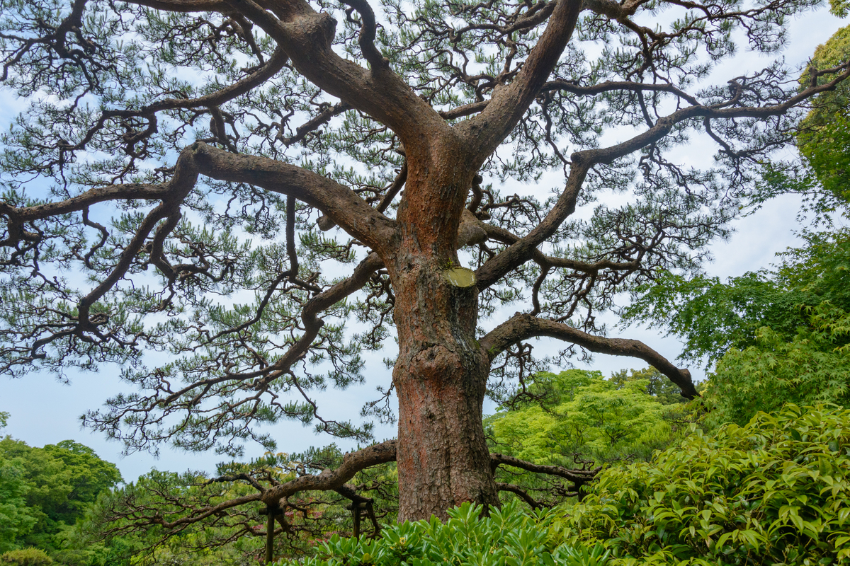 f:id:qshiro:20210511092441j:plain