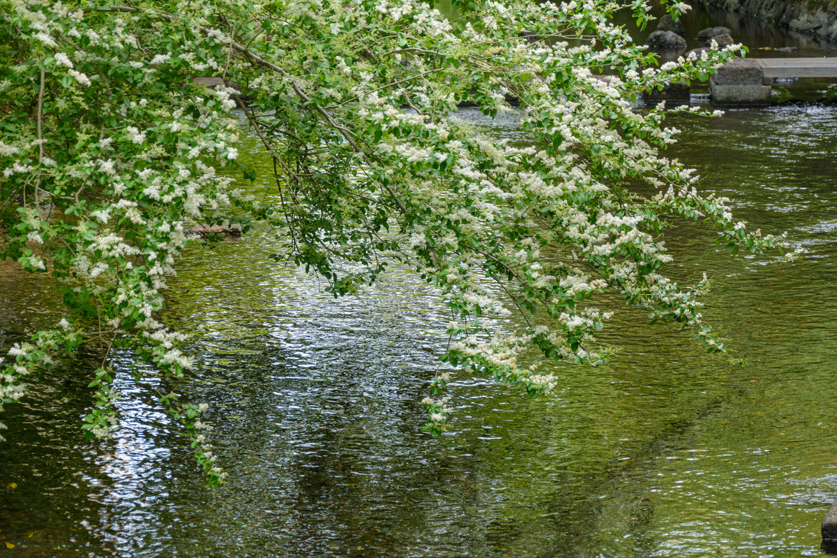 f:id:qshiro:20210511094402j:plain