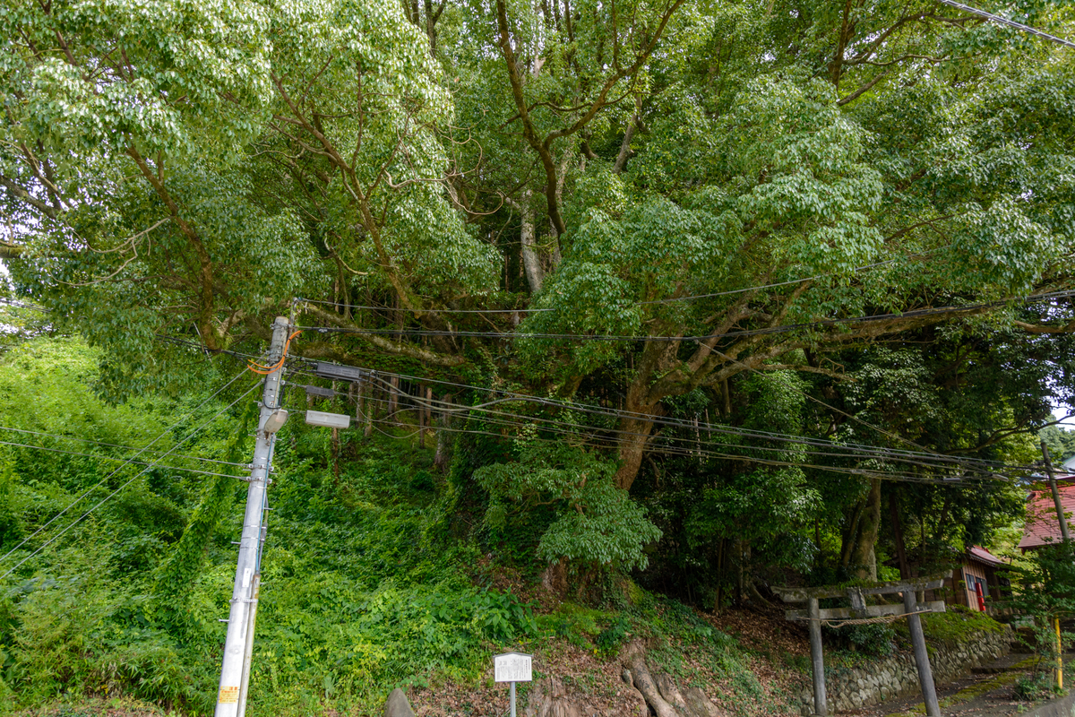 f:id:qshiro:20210730091411j:plain