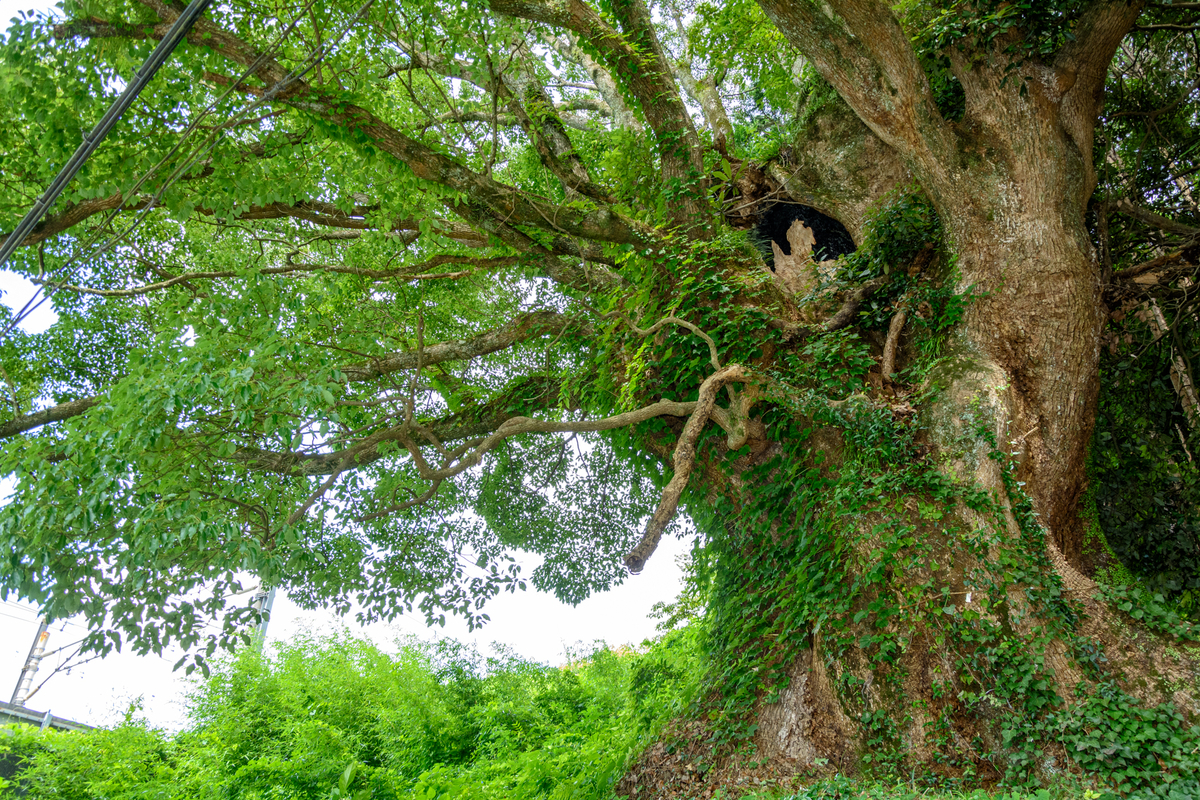 f:id:qshiro:20210730091618j:plain