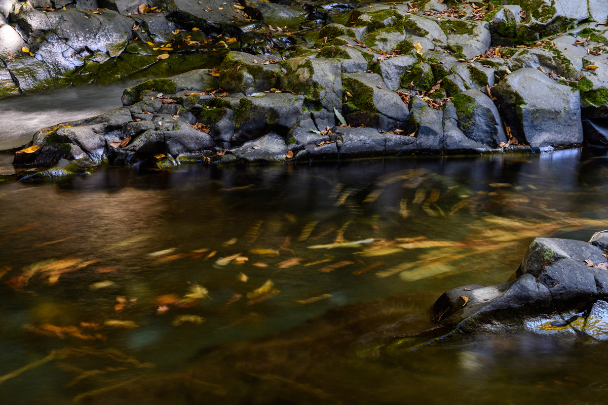 f:id:qshiro:20211120102034j:plain