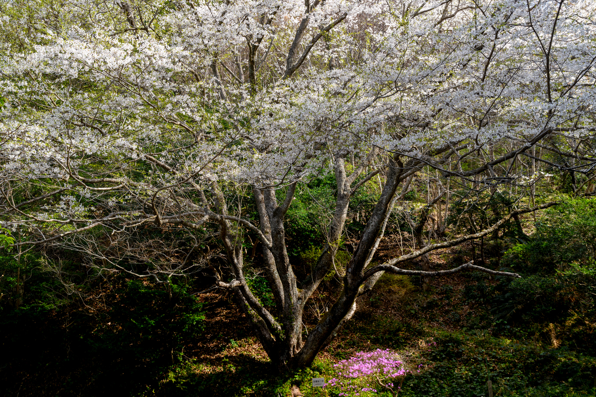 f:id:qshiro:20220325093904j:plain