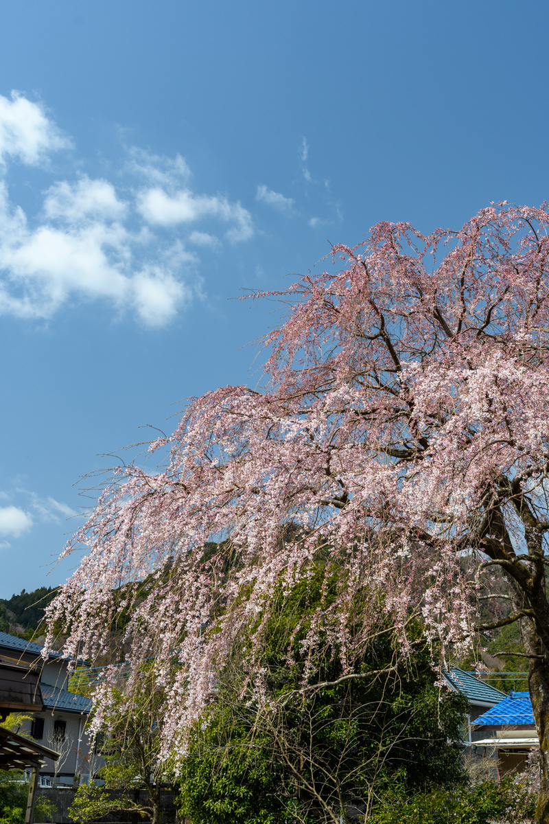 f:id:qshiro:20220325104612j:plain:w260