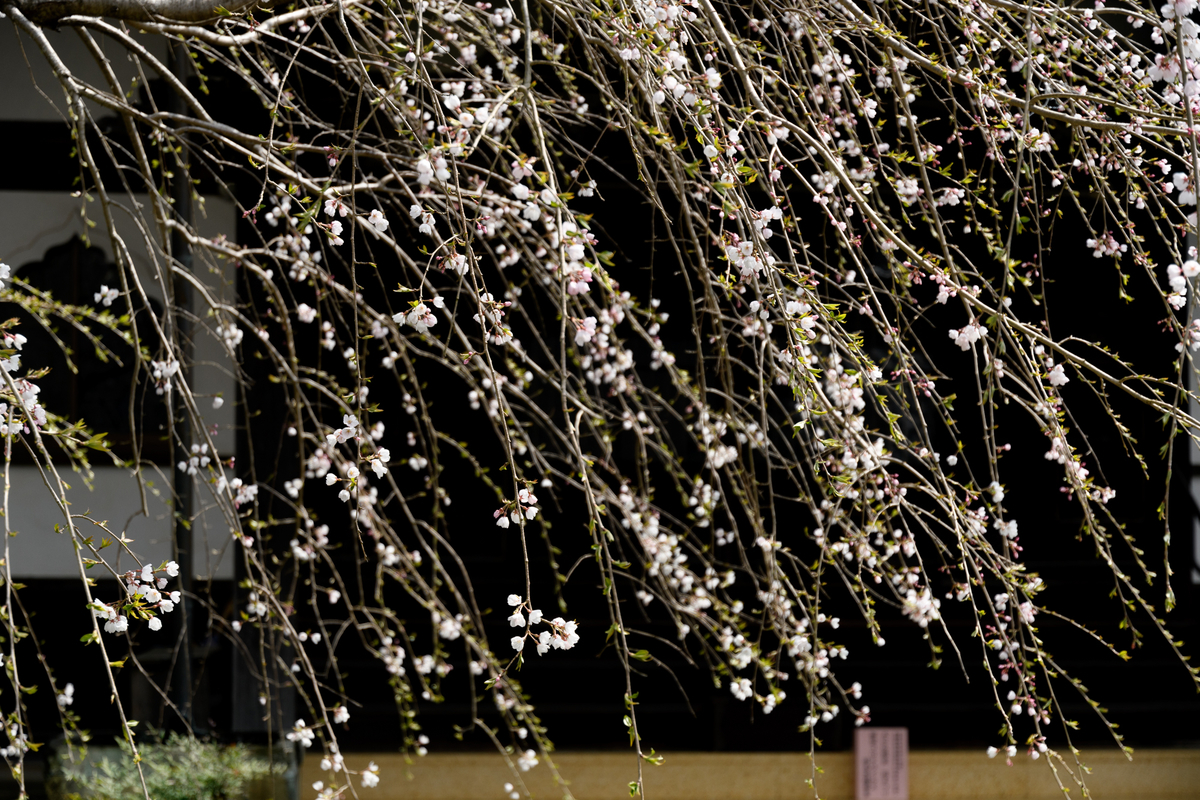 f:id:qshiro:20220325113358j:plain